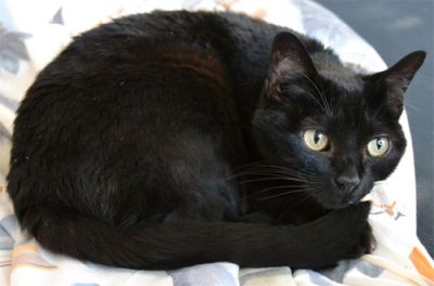 Mitbewohnerin schwarze Katze Sheila